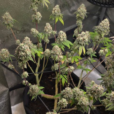 Purple Queen 🟣 [TOPPING + LST EXPERIMENT] growlog timeline photo