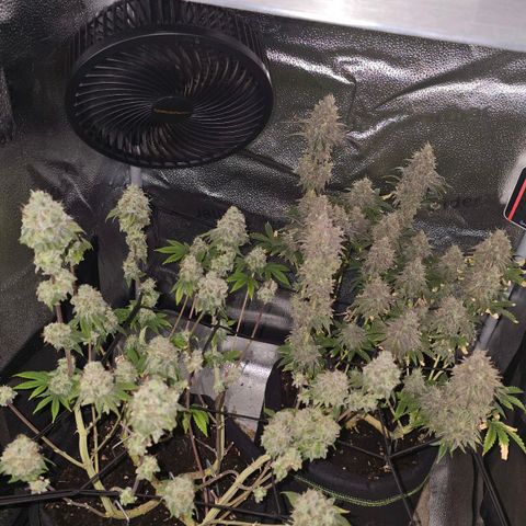 Purple Queen 🟣 [TOPPING + LST EXPERIMENT] growlog timeline photo
