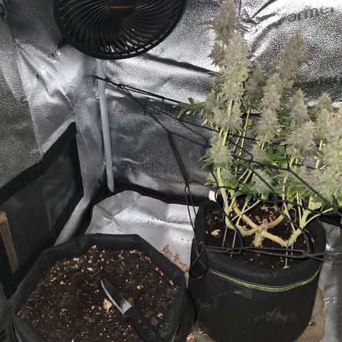 Purple Queen 🟣 [TOPPING + LST EXPERIMENT] growlog timeline photo