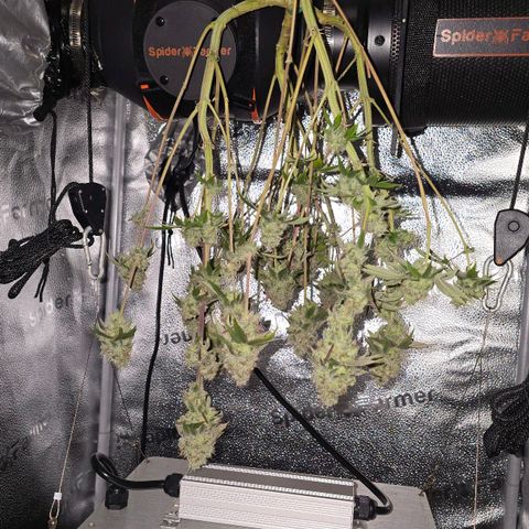Purple Queen 🟣 [TOPPING + LST EXPERIMENT] growlog timeline photo