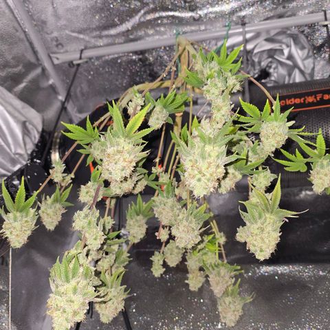 Purple Queen 🟣 [TOPPING + LST EXPERIMENT] growlog timeline photo