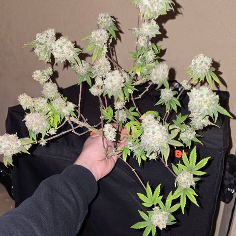 Purple Queen 🟣 [TOPPING + LST EXPERIMENT] growlog timeline photo