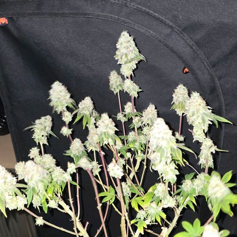 Purple Queen 🟣 [TOPPING + LST EXPERIMENT] growlog timeline photo