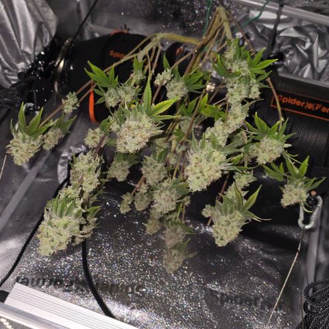 Purple Queen 🟣 [TOPPING + LST EXPERIMENT] growlog timeline photo