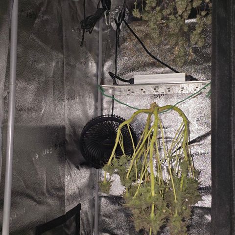 Purple Queen 🟣 [TOPPING + LST EXPERIMENT] growlog timeline photo