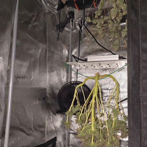 Purple Queen 🟣 [TOPPING + LST EXPERIMENT] growlog timeline photo