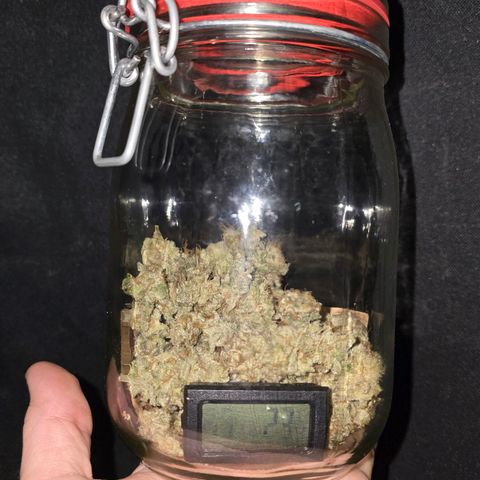 Purple Queen 🟣 [TOPPING + LST EXPERIMENT] growlog timeline photo