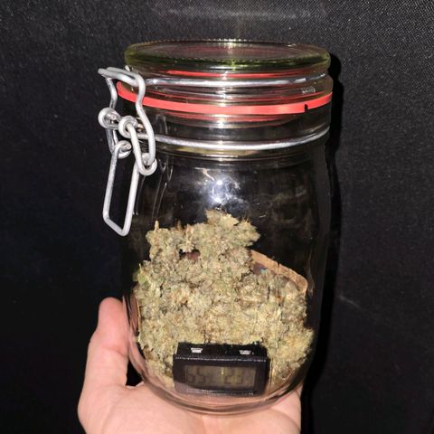 Purple Queen 🟣 [TOPPING + LST EXPERIMENT] growlog timeline photo