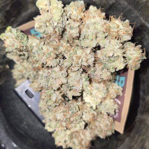 Purple Queen 🟣 [TOPPING + LST EXPERIMENT] growlog timeline photo
