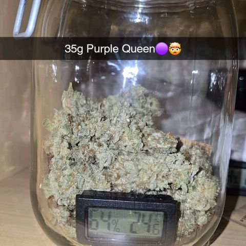 Purple Queen 🟣 [TOPPING + LST EXPERIMENT] growlog timeline photo