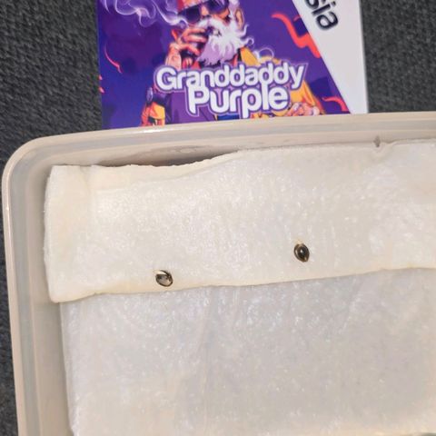 Grand Daddy Purple 🌌 growlog timeline photo