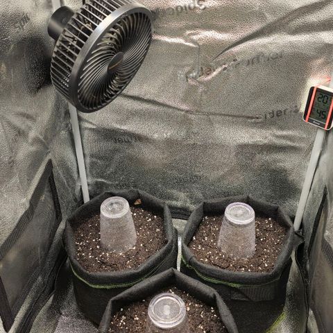 Somango XL 🥭 growlog photo