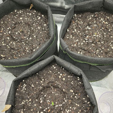 Grand Daddy Purple 🌌 growlog timeline photo