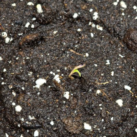 Grand Daddy Purple 🌌 growlog timeline photo
