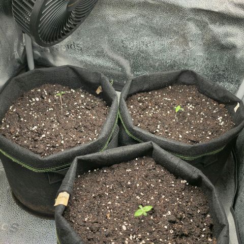 Somango XL 🥭 growlog timeline photo