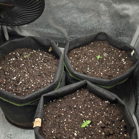 Somango XL 🥭 growlog timeline photo
