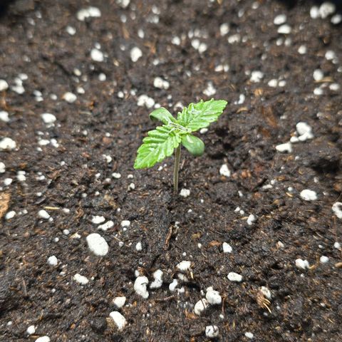 Somango XL 🥭 growlog timeline photo