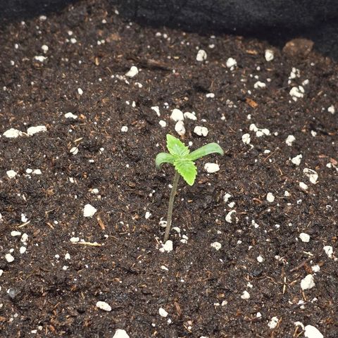 Grand Daddy Purple 🌌 growlog timeline photo