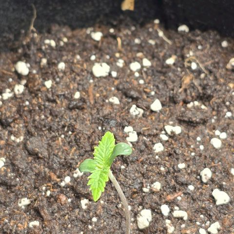 Grand Daddy Purple 🌌 growlog timeline photo