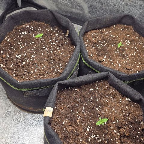 Somango XL 🥭 growlog timeline photo