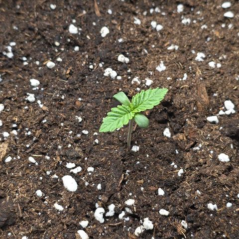 Somango XL 🥭 growlog timeline photo