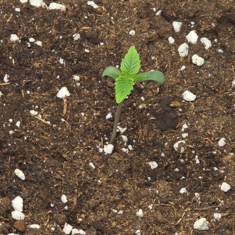 Grand Daddy Purple 🌌 growlog timeline photo