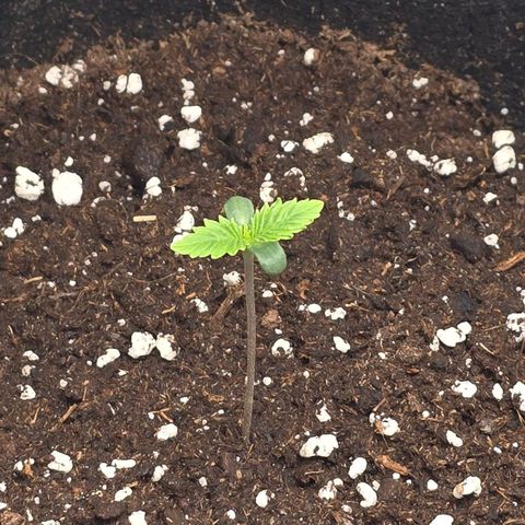 Grand Daddy Purple 🌌 growlog timeline photo