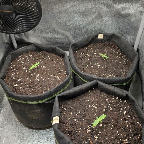 Grand Daddy Purple 🌌 growlog timeline photo