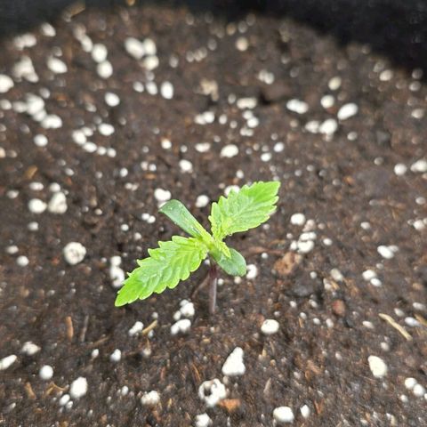 Grand Daddy Purple 🌌 growlog timeline photo