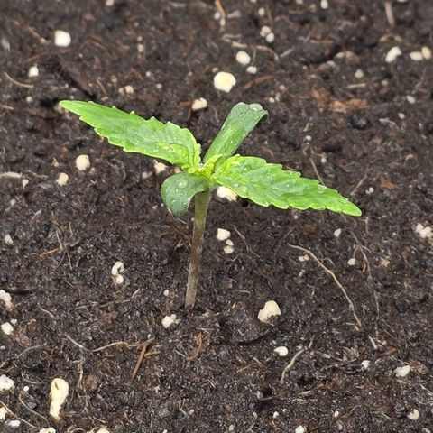 Grand Daddy Purple 🌌 growlog timeline photo