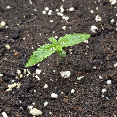 Somango XL 🥭 growlog timeline photo