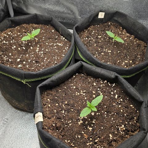 Somango XL 🥭 growlog timeline photo