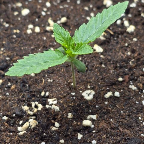 Somango XL 🥭 growlog timeline photo