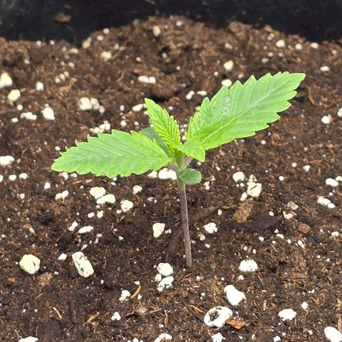Grand Daddy Purple 🌌 growlog timeline photo