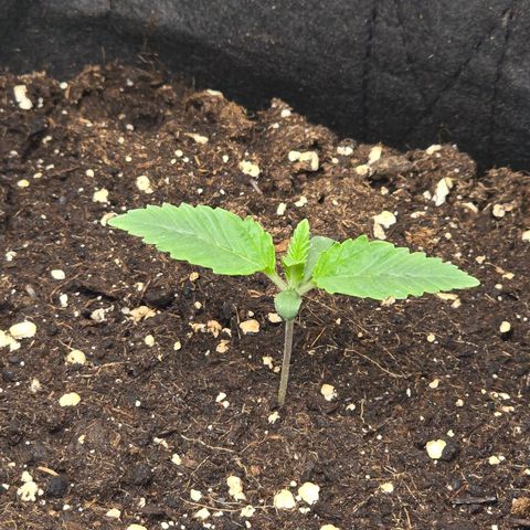 Grand Daddy Purple 🌌 growlog timeline photo