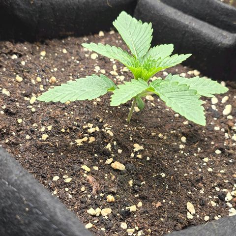 Somango XL 🥭 growlog timeline photo