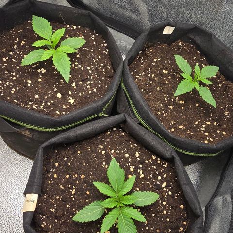 Grand Daddy Purple 🌌 growlog timeline photo