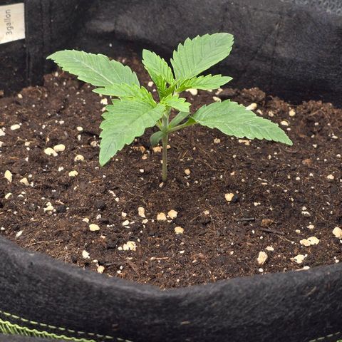Grand Daddy Purple 🌌 growlog timeline photo