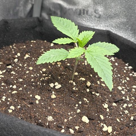 Grand Daddy Purple 🌌 growlog timeline photo