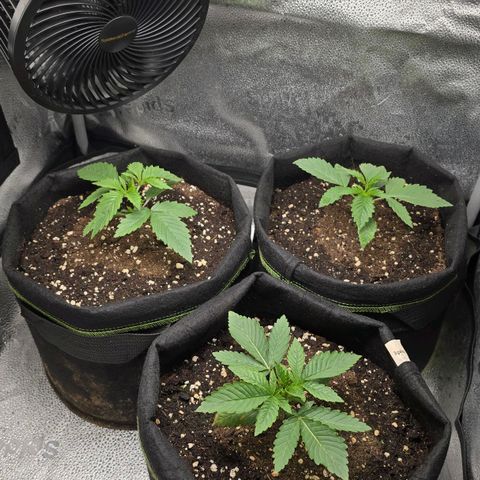 Grand Daddy Purple 🌌 growlog timeline photo