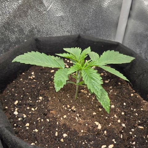 Grand Daddy Purple 🌌 growlog timeline photo