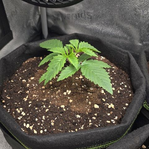 Grand Daddy Purple 🌌 growlog timeline photo