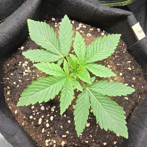 Somango XL 🥭 growlog timeline photo