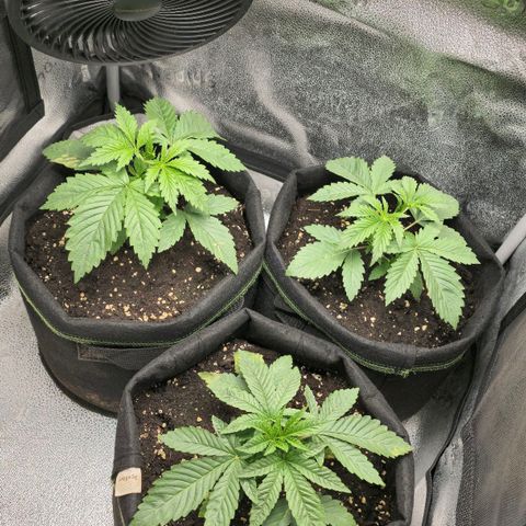 Somango XL 🥭 growlog timeline photo