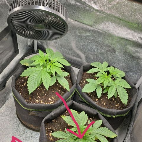 Somango XL 🥭 growlog timeline photo