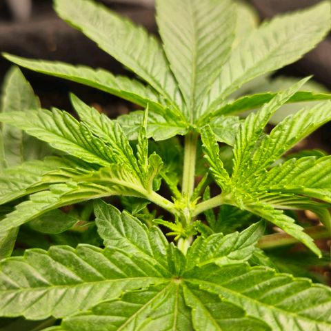 Somango XL 🥭 growlog timeline photo
