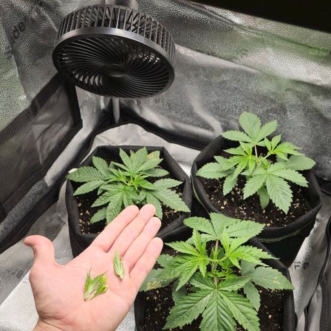 Grand Daddy Purple 🌌 growlog timeline photo