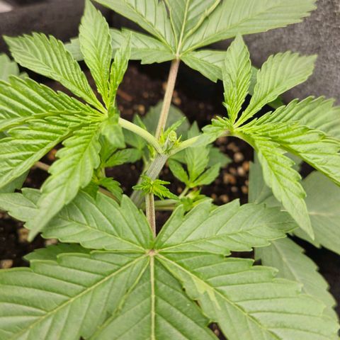 Grand Daddy Purple 🌌 growlog timeline photo