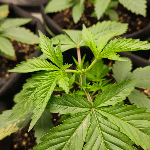 Grand Daddy Purple 🌌 growlog timeline photo