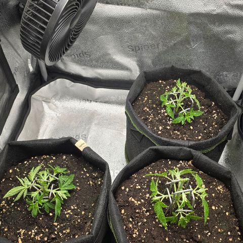 Somango XL 🥭 growlog timeline photo